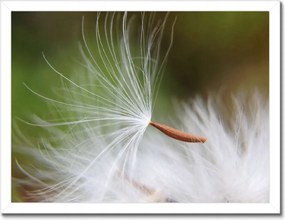 Poszterek keretben 40x30 Pitypang Virág Virágok