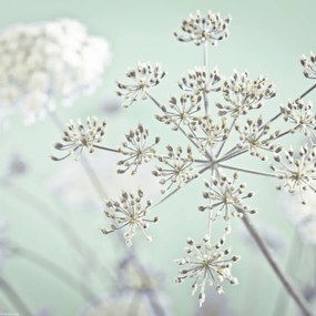 Poszter 30x30cm Tehénpetrezselyem viråg, Assaf Frank