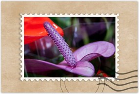 Poszterek 120x80 Lila antúrium