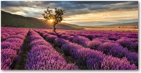 Fotó kép edzett üveg Levendula mező 140x70