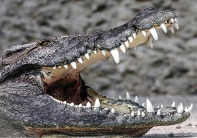 Flizelin fotótapéta Krokodil száj textúra a természet ereje 368x254 +ragasztó