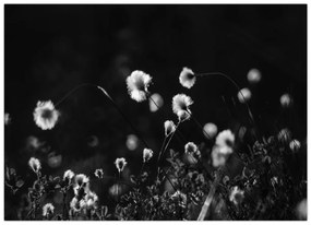 Kép - Gyapotfűvel borított rét N⁰1 (70x50 cm)