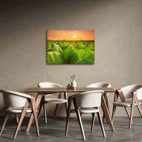 Kép - Mező (70x50 cm)