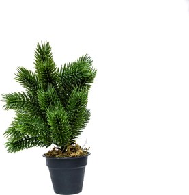 Mini műfenyő cserépben 22 cm Hó nélküli