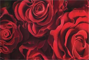 Dekoratív Fotótapéta Hálószobába Vörös rózsák 104x70 Ragasztó