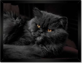 Poszterek keretben 40x30 Cica Cicák