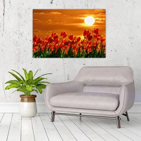 Kép egy virágzó mező tulipánokkal (90x60 cm)