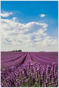 Poszterek 80x120 Levendulamező Levendula