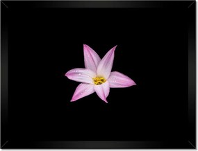 Poszterek keretben 40x30 Virágok