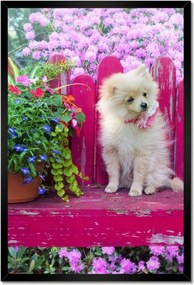 Poszterek keretben 40x60 Kutya Kutyák