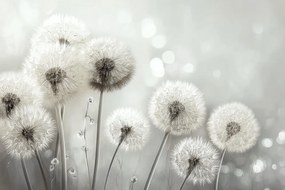 Fotótapéta Flizelina Természet Makró Virág Pitypang Tej B&amp;w 368x254 ragasztó