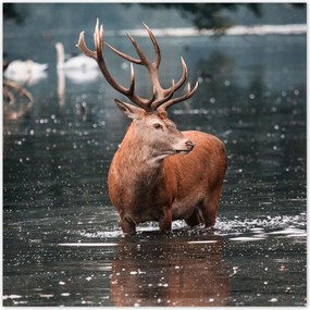 Poszterek 140x140 Szarvas felszarvazott