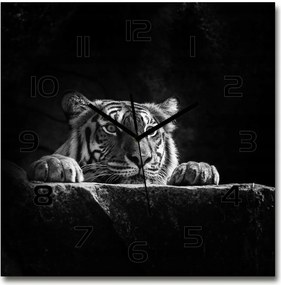 Nagy négyzet alakú üveg falióra Tigris 60x60