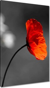 Vászonkép 80x120 Virágzó piros mak