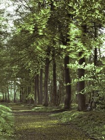 Poszter 30x40cm Tavaszi erdei ösvény 2, Assaf Frank