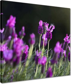 Vászonkép 40x40 Lila virágok