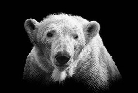 Fotográfia Polar bear on black, © Christian Meermann