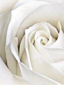 Fotótapéta Fehér vinil rózsa finom akcentus 184x254 beltéri +ragasztó