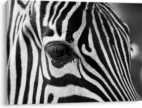 Zebra képe (70x50 cm)