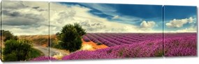 Vászonkép 170x50 Levendulamező