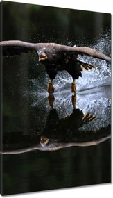 Vászonkép 80x120 Madarak