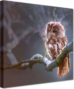 Vászonkép 20x20 Bagoly az ágon Ragadozó