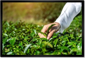 Poszterek keretben 60x40 Tealevelek gyűjtése