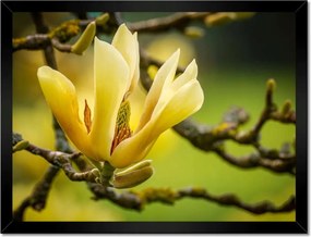 Poszterek keretben 40x30 Virágok