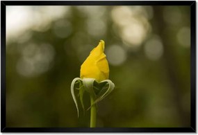 Poszter keretben 60x40 Sárga rózsa