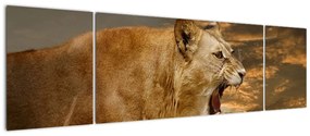 Kép - ordít, oroszlán (170x50cm)