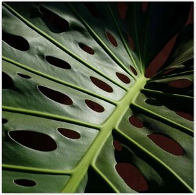 Poszter 70x70 Mosnter levelek lyukas