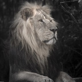 Poszter 40x40cm Oroszlán, Assaf Frank