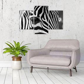 Zebra képe (90x60 cm)