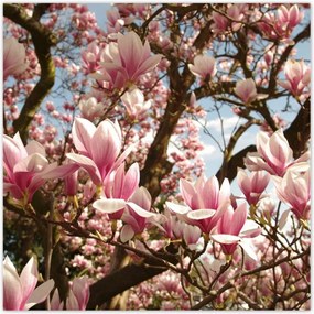 Poszterek 70x70 Magnólia Virágok Kék