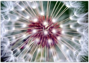 Poszterek 100x70 Pitypang Virág Virágok