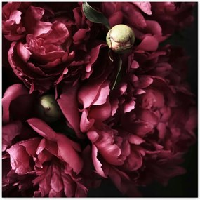 Poszterek 70x70 Gyönyörű lila bazsarózsa