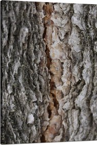 Vászonkép Természet Fakéreg Varázslat Erdő Fák 80x120