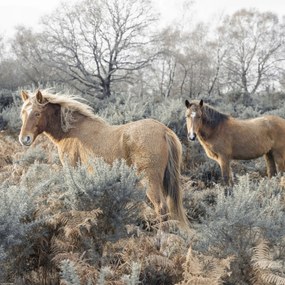 Poszter 40x40cm Lovak a vadonban, Assaf Frank