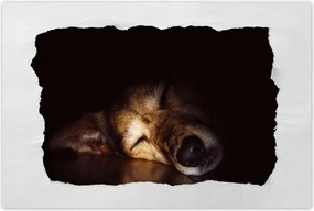 Poszterek 90x60 Kutya fekszik a padlón