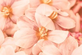 Művészeti fotózás Close-up of pink flowers, Natalia Serenko / 500px, (40 x 26.7 cm)
