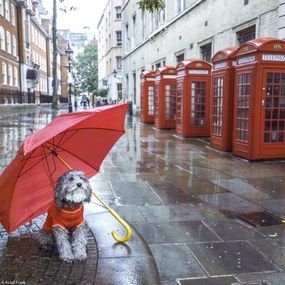 Poszter 20x20cm Kutya esernyővel a londoni utcában, Assaf Frank