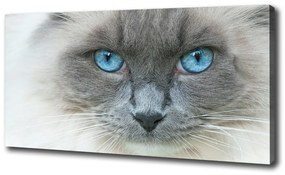 Vászonkép Cat kék szem oc-41430581