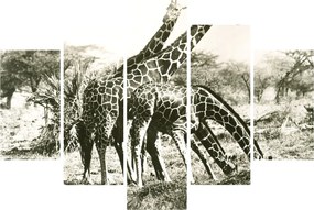 Kép - Zsiráfok, vintage (150x105 cm)