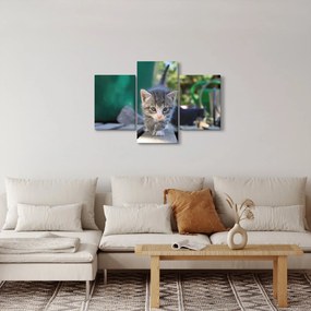 Cica képe (90x60 cm)