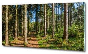 Üvegfotó Panorama erdő osh-93946389