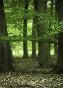 Poszter 20,5x28,4cm Fák az erdőben tavasszal, Assaf Frank