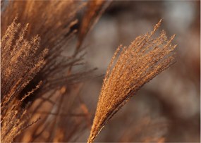Kép - Cortaderia (70x50 cm)