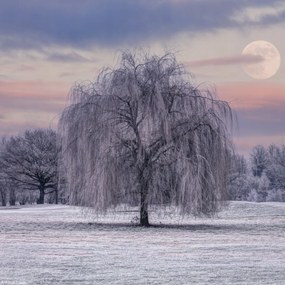 Poszter 20x20cm Fagy borítja, Assaf Frank