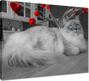 Vászonkép 50x40 Ragdoll macska