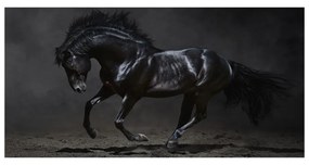Akrilkép Fekete ló oah-47712826